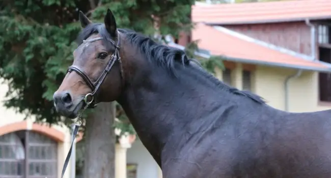 Stud De La Hetraie