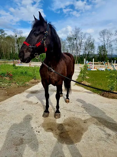 Prestige Horse Accompagnement