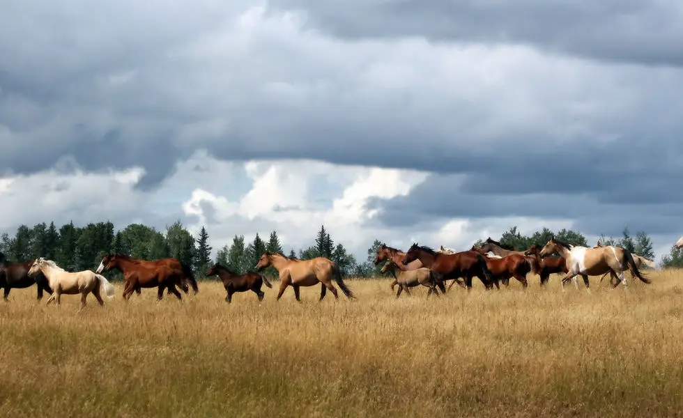 Randy Ophus Performance Horses