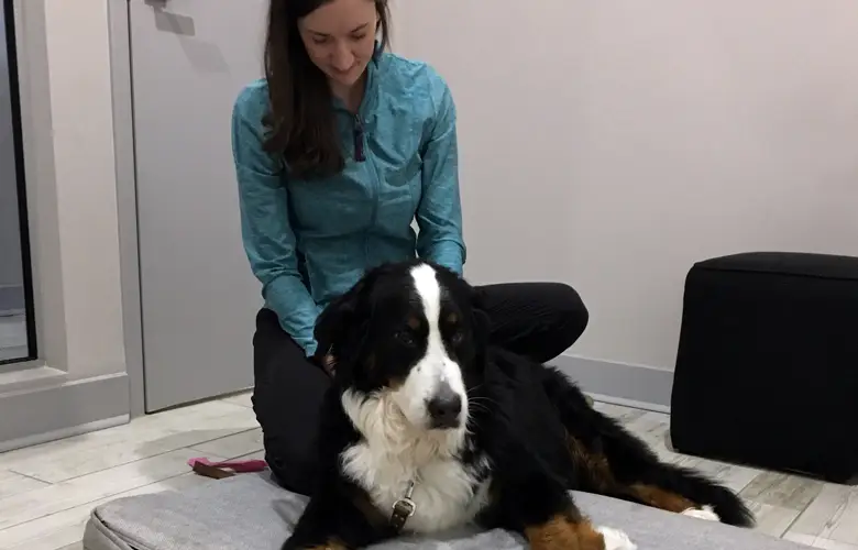 Rehab Fur Your Pet