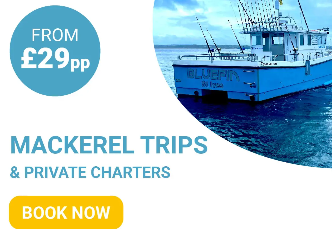 Bluefin Charters Deep sea Mackerel Fishing & Sea Safaris
