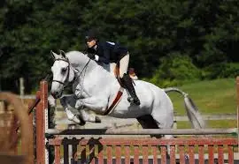 Diamond Willow Stables