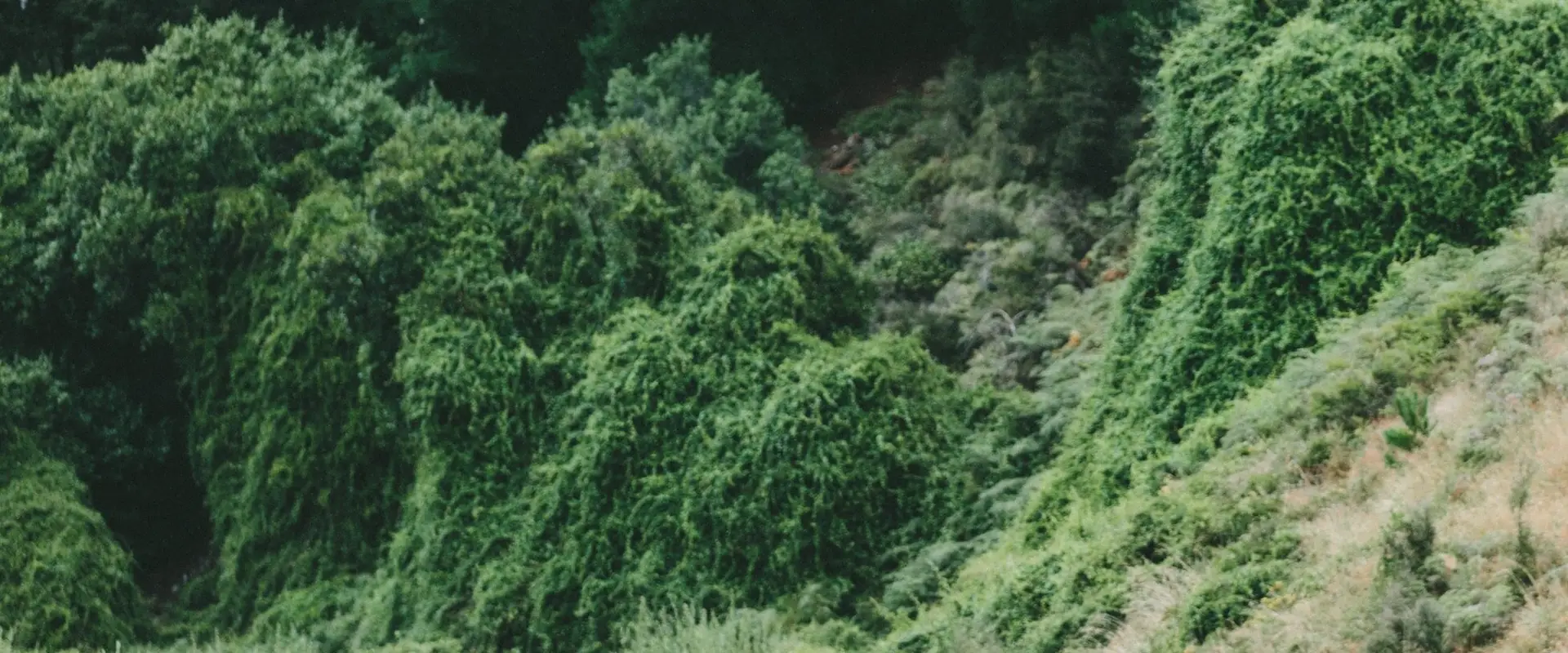 Hello Pyrenees