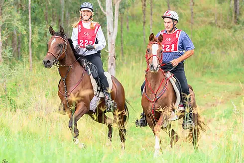 TOFT ARABIANS