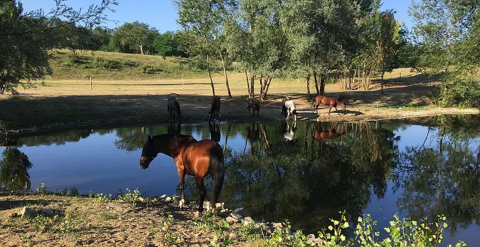 Equestrian Field De Margnat