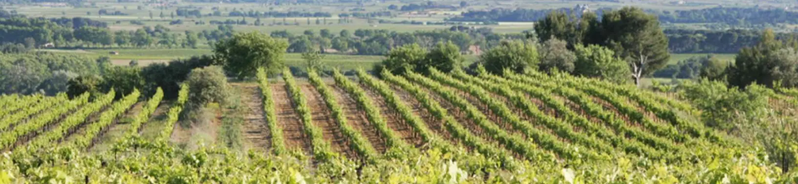 Gîte des vignes:Hébergement gîte grande capacité piscine(Cité de Carcassonne Canal du Midi Hérault)