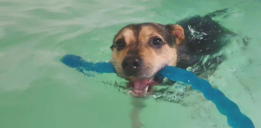 Sherwood Canine Fun Fitness And Mobility Swim Centre