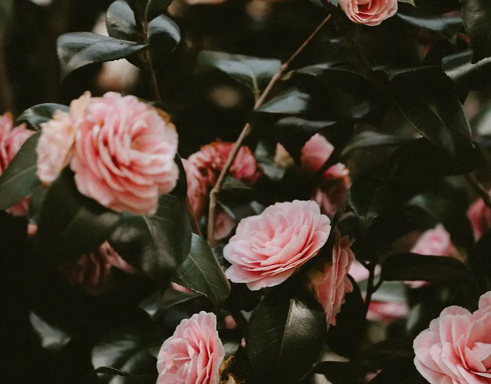 The Little Way Counselling and Wellness Services