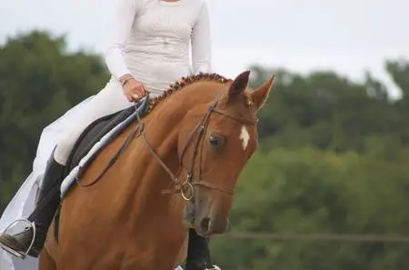 Ecurie Lucie Pascaud