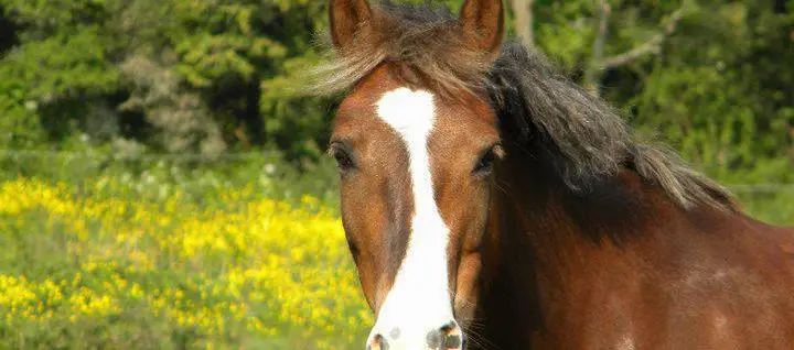 L'îlot Zanimo, Ferme Pédagogique Equestre