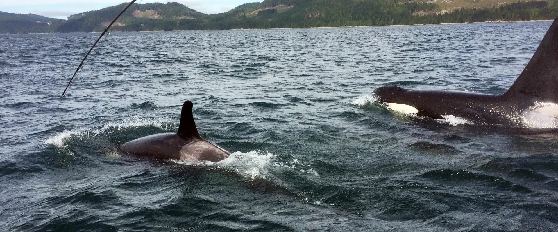 AG-FISH salmon fishing charters