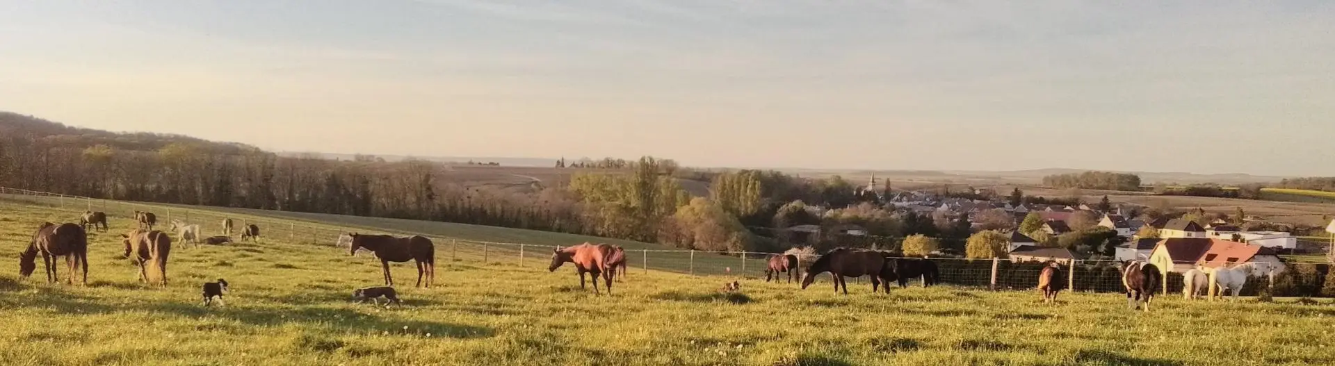 CRINIERES ROUGES