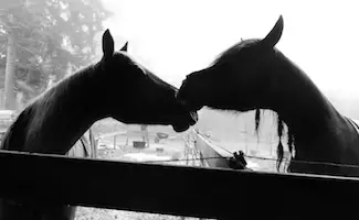 Jem Arabians