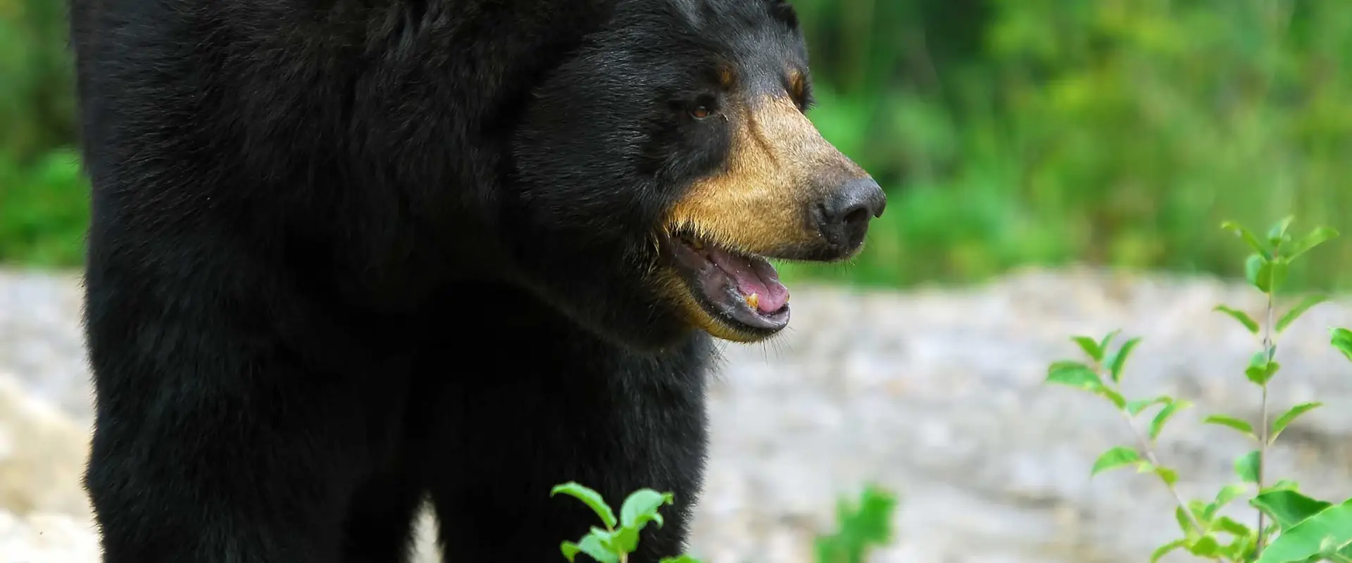 Dead Bear Walking Outfitters Inc.