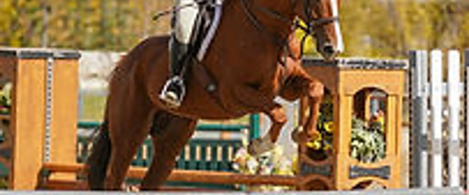 SugarTide Equestrian