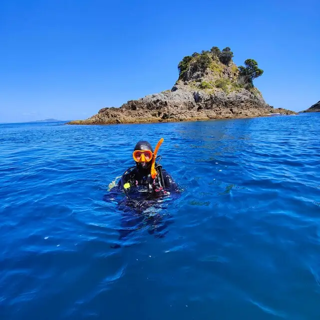 Dive Zone Bay of Islands