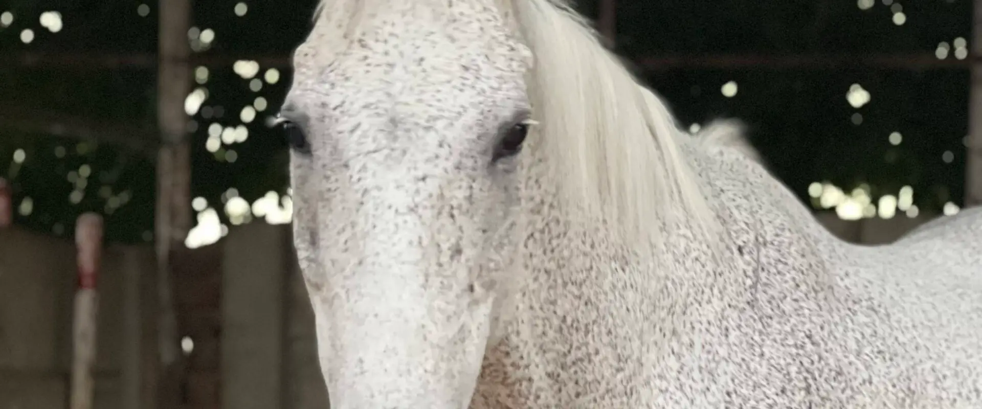 Sagar Equestrian Sports Academy
