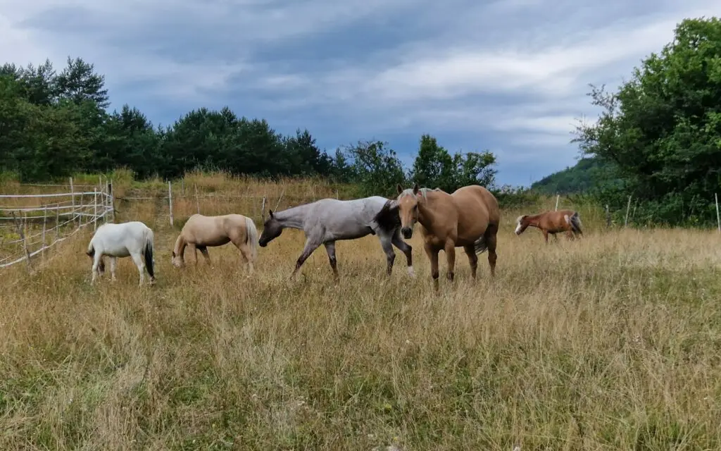Farma Vlčí kruh