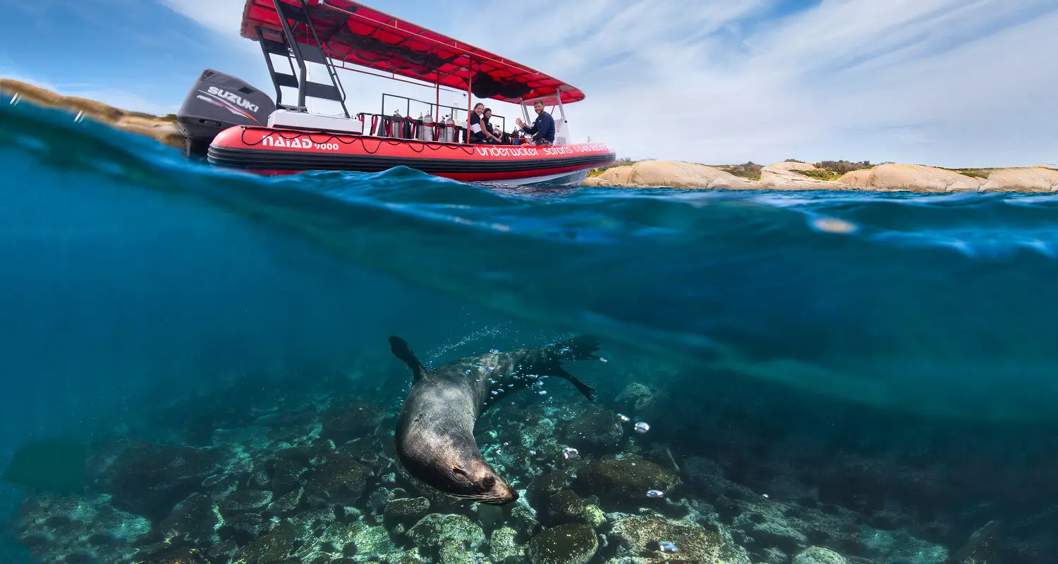 Underwater Safaris