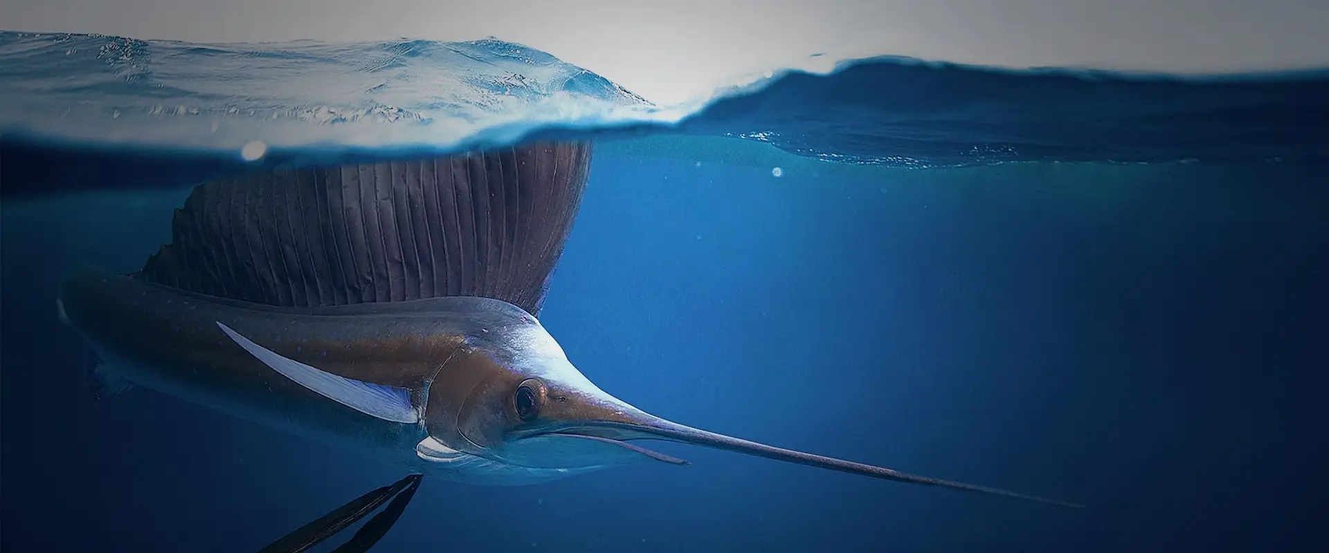 Hammerhead Fishing Charters
