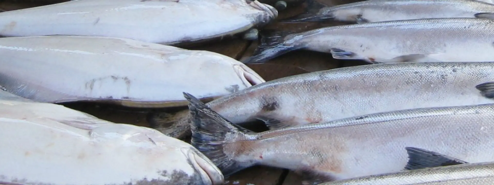 Salmon Eye Charters