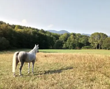Equivallée