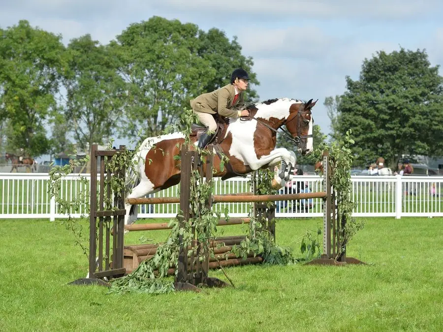 Larkspur Equestrian