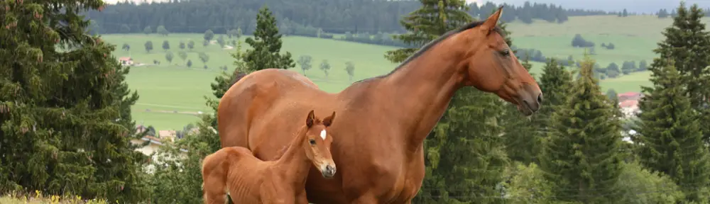 EARL METABIEF EQUITATION