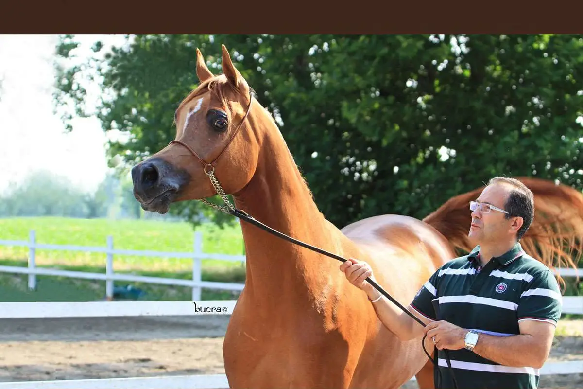 Arabian Training Center di Roberto Zaniboni