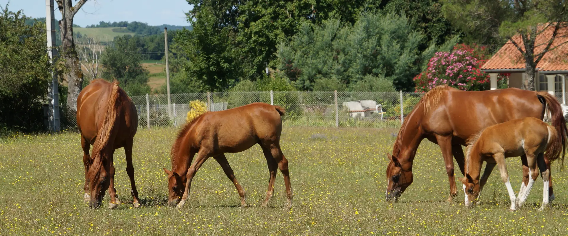 Breeding Du Vergnet
