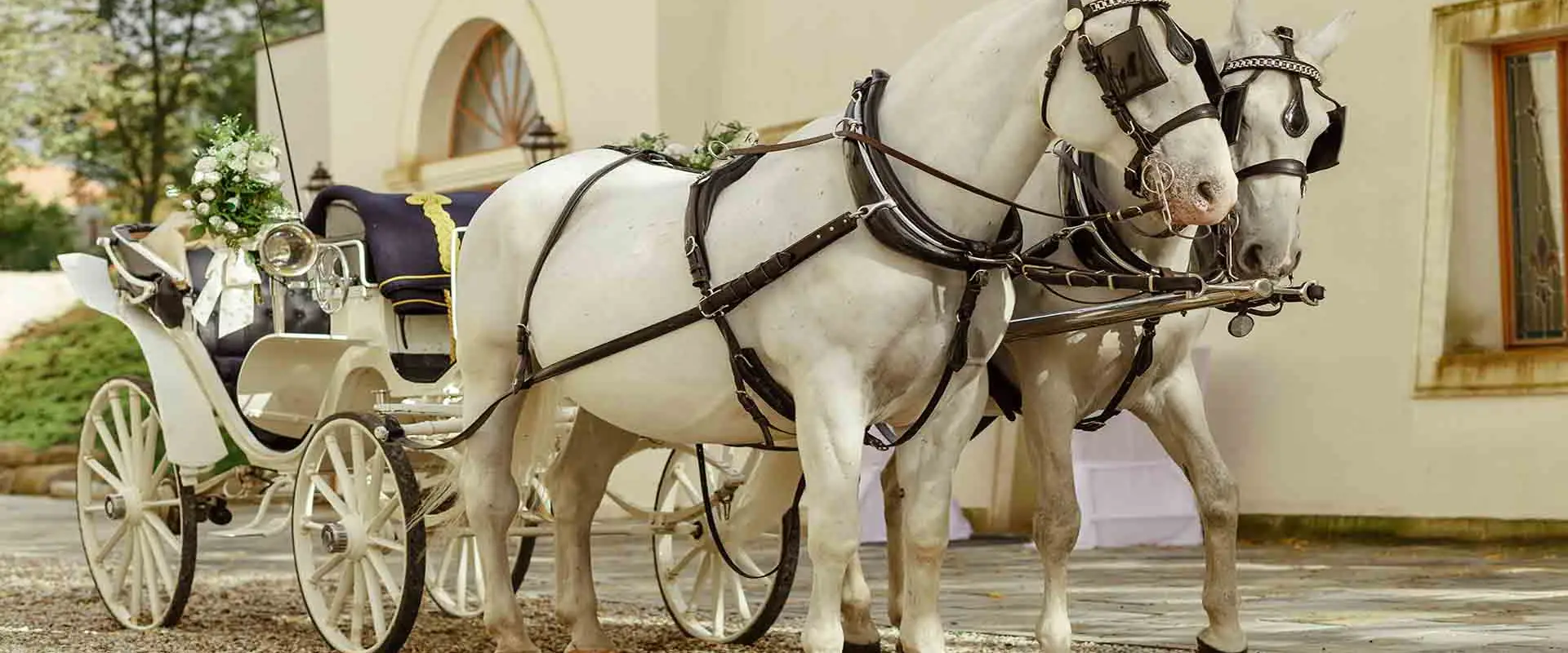 Horse Drawn Carriage Hire