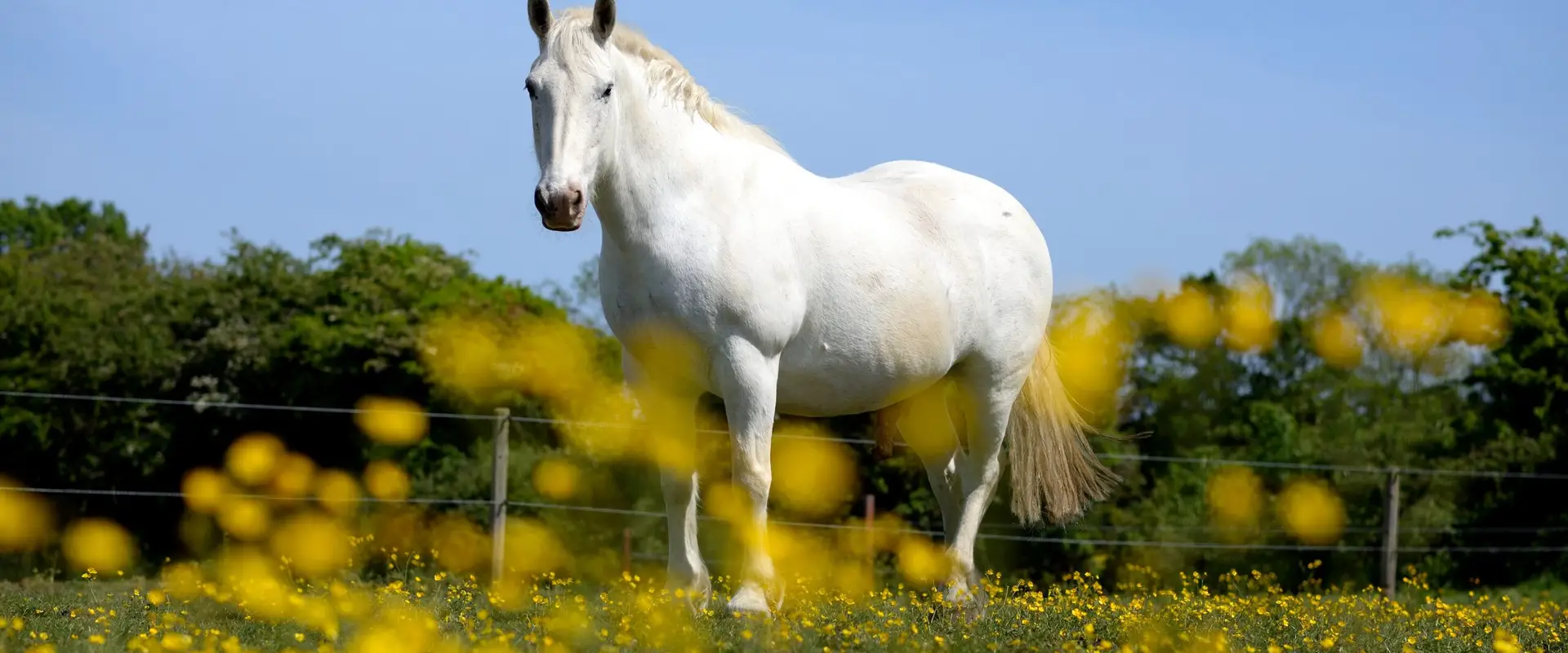 Balcultry Equestrian Centre