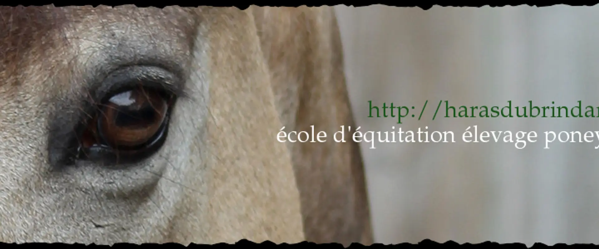 HARAS DU BRIN D AMOUR