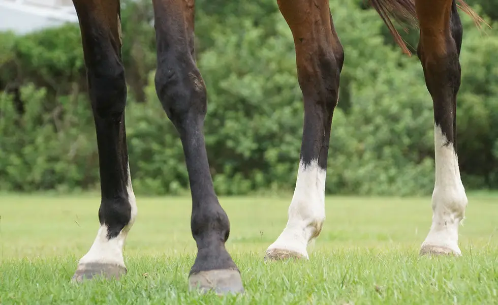 EquusTerra Therapeutic Horse Riding