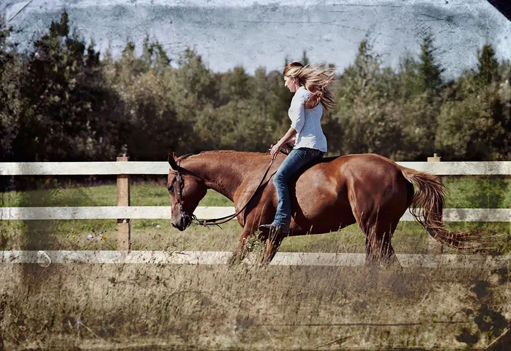 Pmc Performance Horses