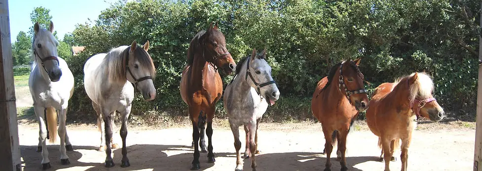 PONY EXPRESS DU COTENTIN