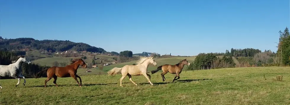 Pradis Horse Holidays / Home & Holidays À Cheval