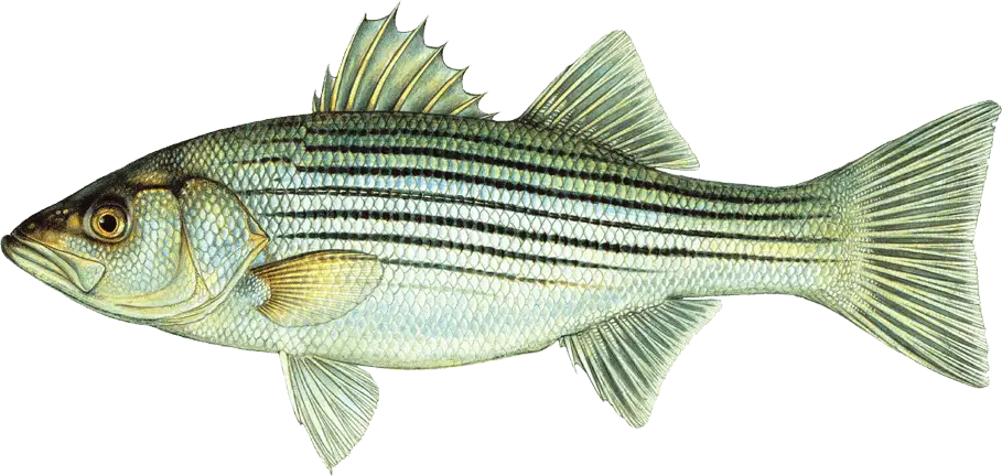 Excursion Kingfisher