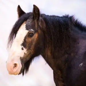 HARAS DE LUKOS