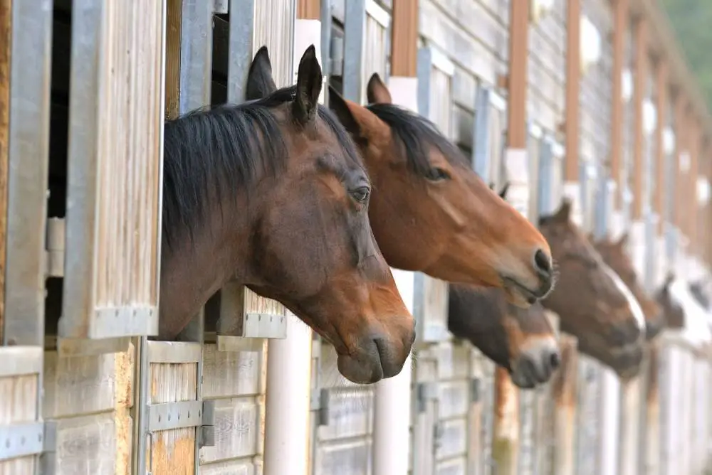 Horse Riding School Du Somail