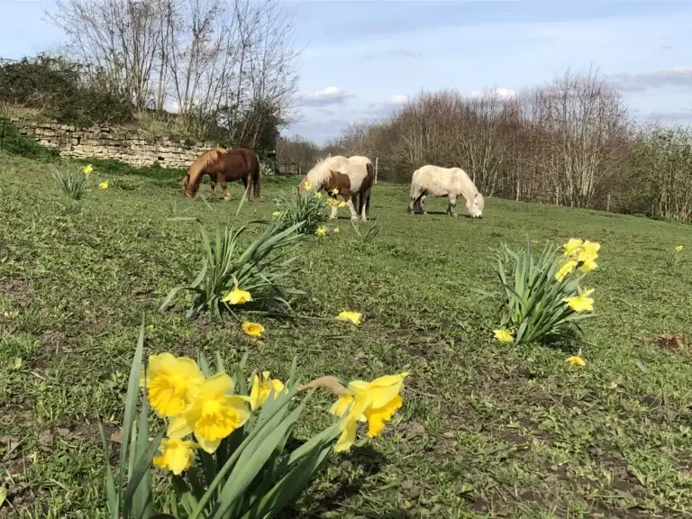 Epona Club Nature Saint-Germain-en-Laye