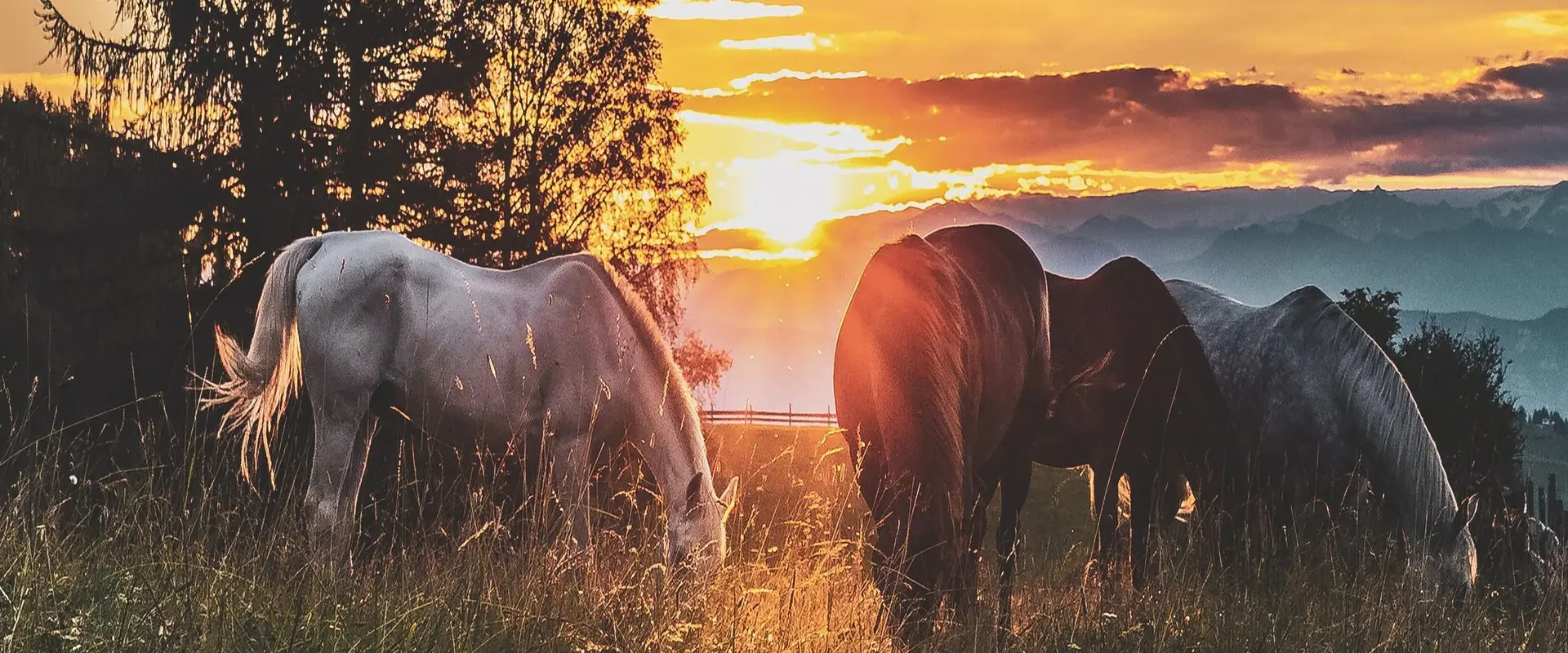 Unbridled Discovery Farm