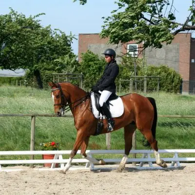 Horse Farm Institute De Genech