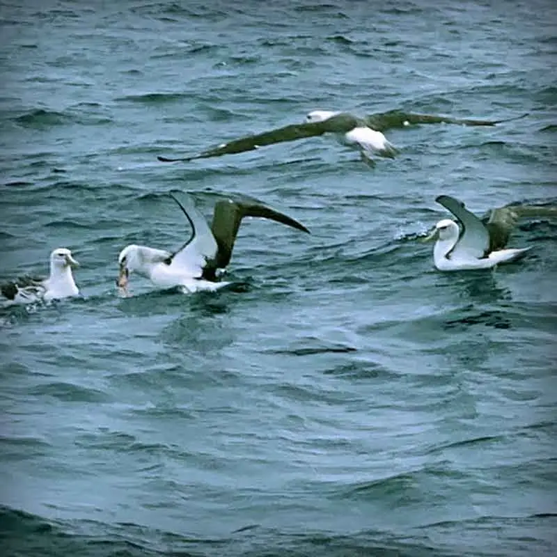 Port MacDonnell Fishing Charters