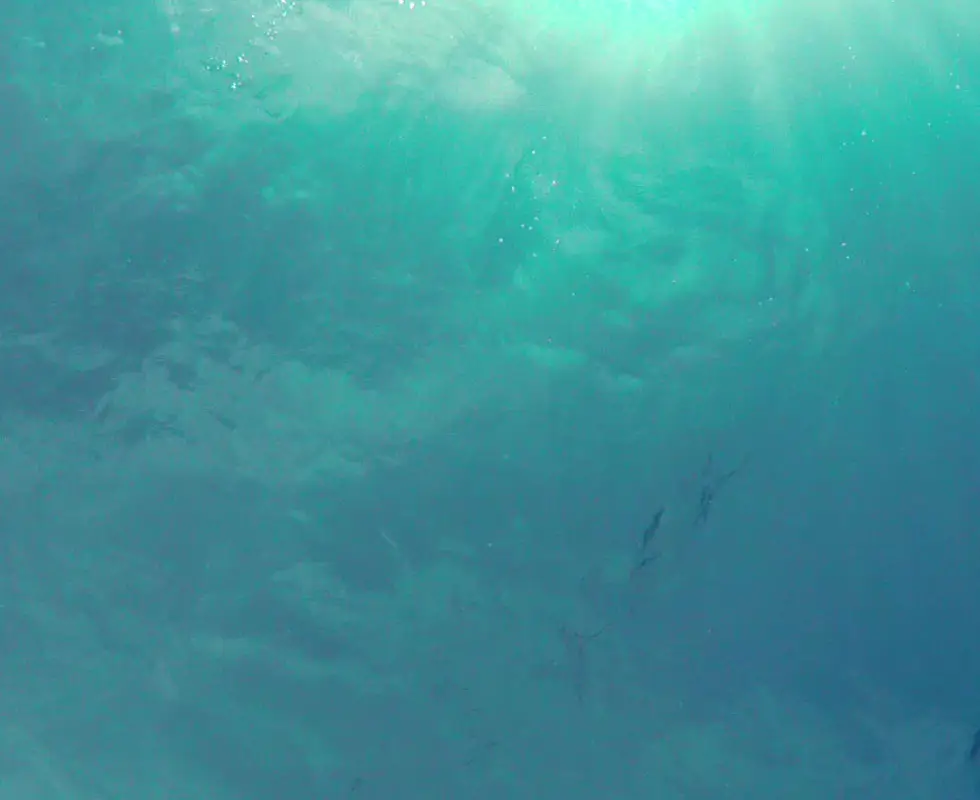 Pelagic Scuba and Photography