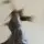 Cours de Danse Modern-jazz
