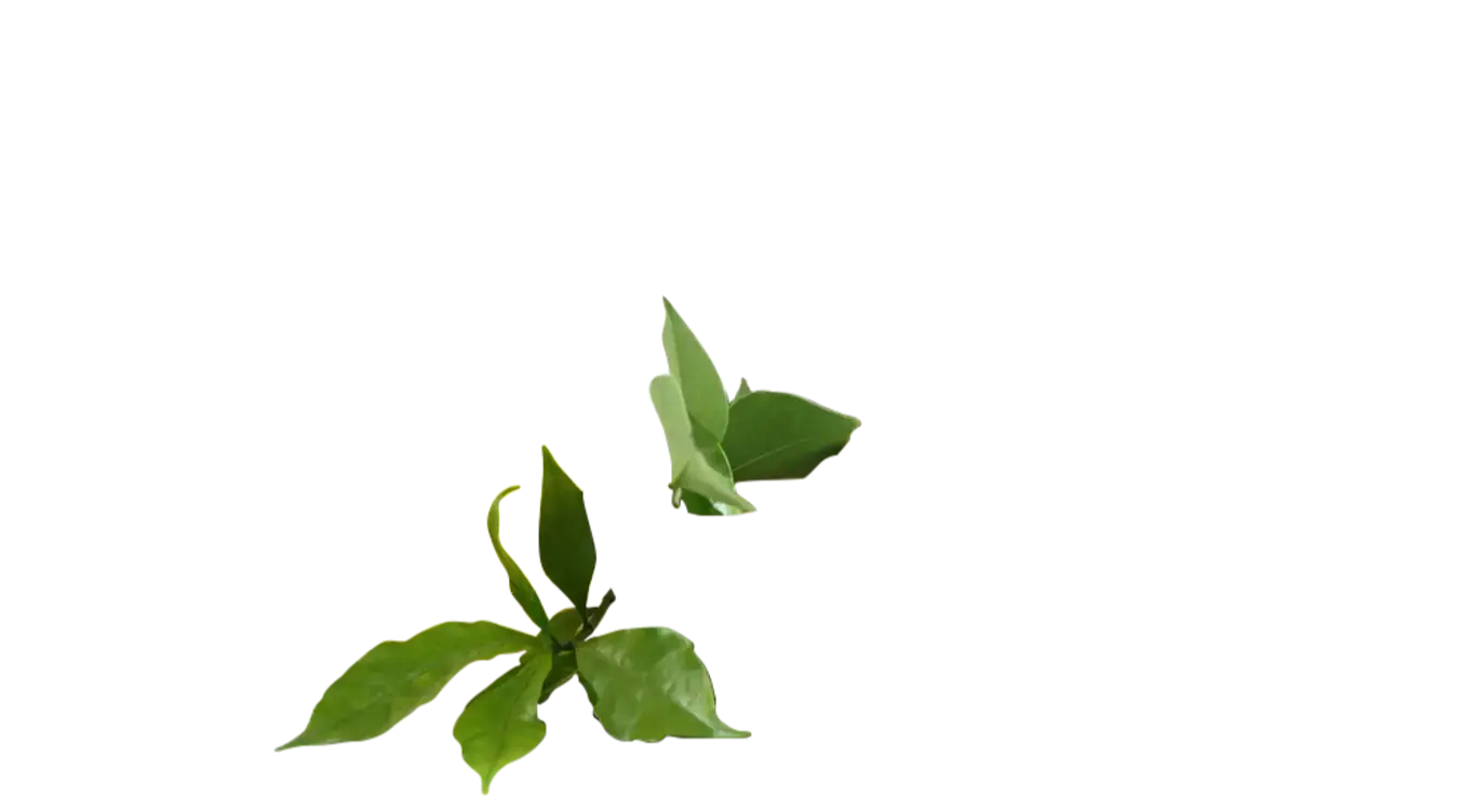 Sanjeevani Ayurveda Hospital and Panchakarma Center, Bairagi patteda (SH Ayur)