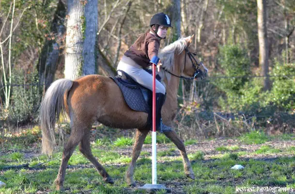 Pony Club De La Voile