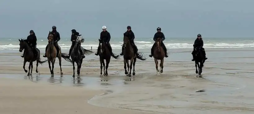BLS Sport Horses
