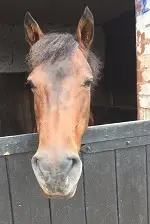 Adsborough House Stables